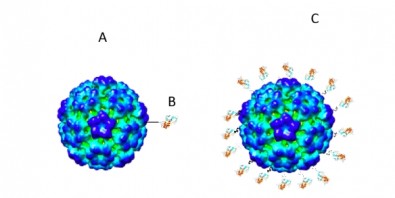 Por meio de nova plataforma tecnológica, pesquisadores da USP pretendem conseguir chegar, nos próximos meses, a uma candidata a vacina contra a Covid-19 que possa ser testada em animais (Imagem representa uma VLP conjugada ao antigeno / figura adaptada do artigo publicado pelo grupo de pesquisadores na revista Vaccines em julho de 2019)