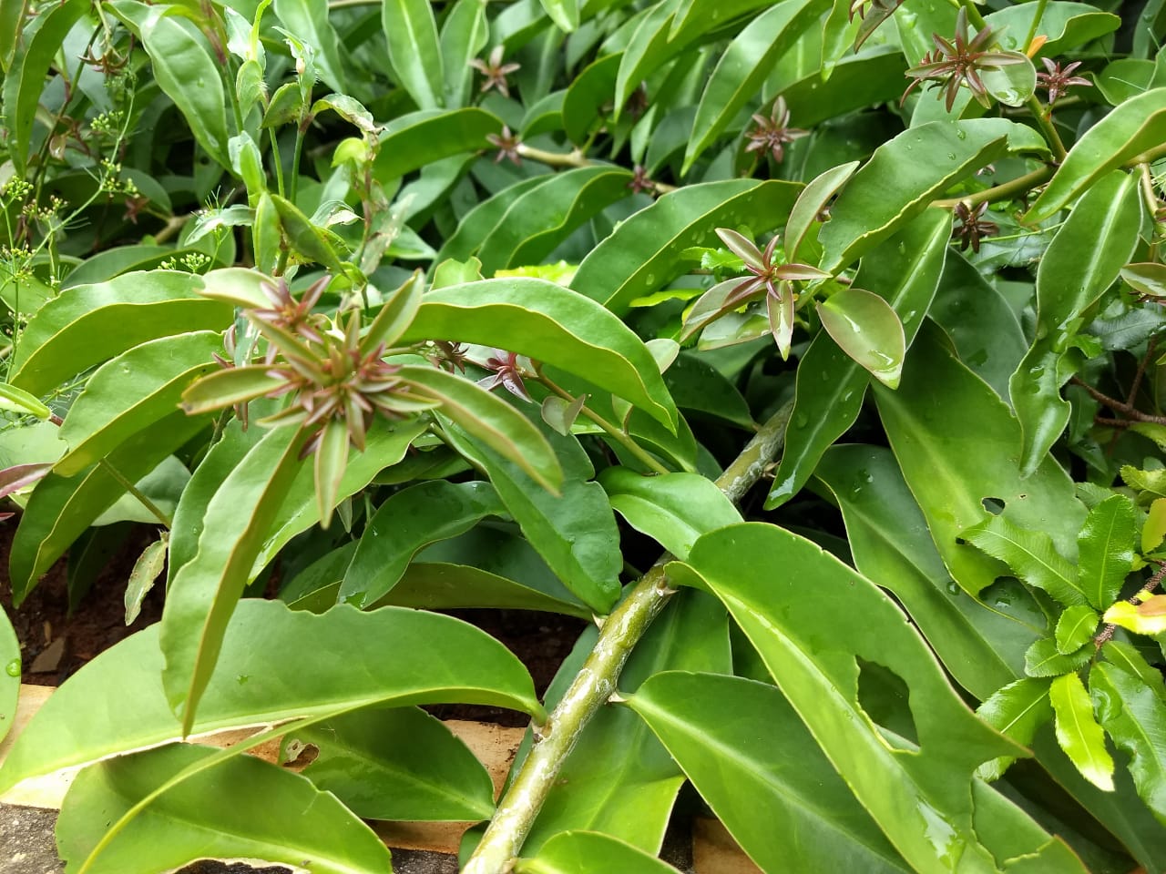 Resultado de imagem para ora-pro-nobis planta