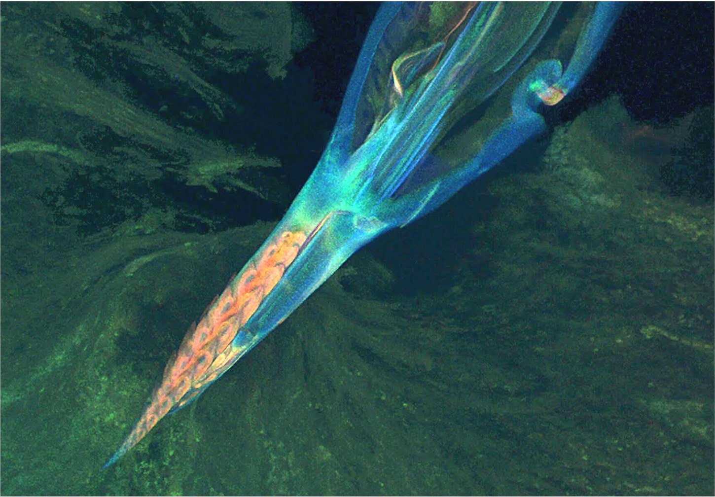 Imagem publicada na revista Science, em 2004, mostra a ação da bactéria na pata de um carrapato. Foto: Divulgação