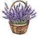 LAVANDA
